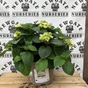 Hydrangea Macrophylla Crystal Palace c5