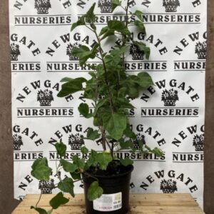 Lavatera Barnsley c3