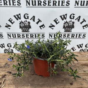Lithodora Heavenly Blue