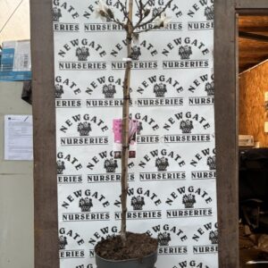 Magnolia Sellata 120cm Standard