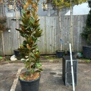 Magnolia grandiflora c35 Compacta 125/150