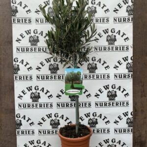 Olive 1/4 standard 50cm