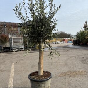 Olea europea 150-175cm std