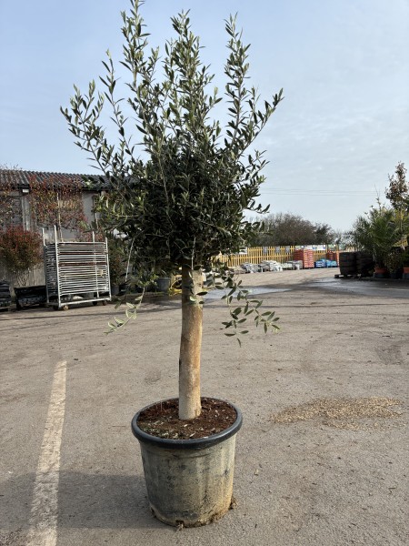 Olea europea 150-175cm std