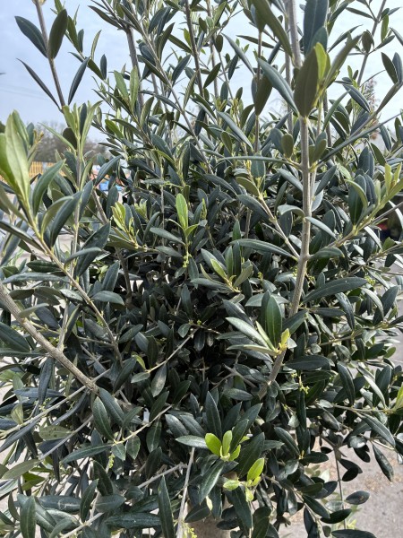 Olea europea 150-175cm std - Image 2
