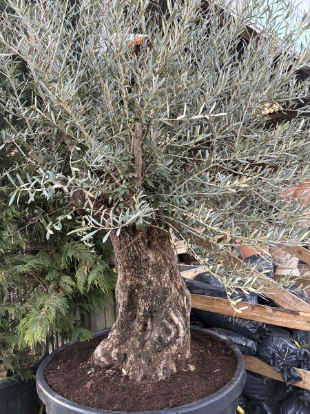 Bonsai - Olive Tree Olea Europea 235 litre pot - Image 2