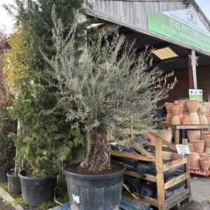 Bonsai - Olive Tree Olea Europea 235 litre pot