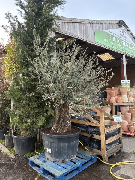 Bonsai - Olive Tree Olea Europea 235 litre pot