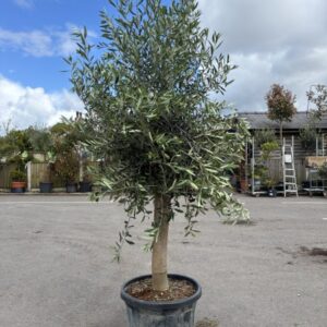 Olea europea 1/2std 10-12 GIRTH