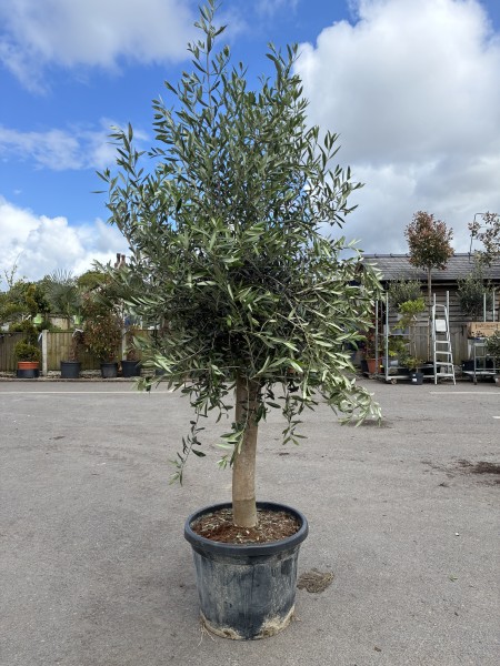 Olea europea 1/2std 10-12 GIRTH