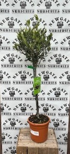 Olea europea 1/4std c6