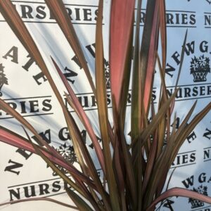 Phormium tenax Flamingo