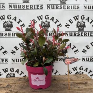 Photinia "little fenna" C2