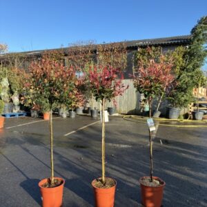 Photinia mixed standards 150/175cm tall