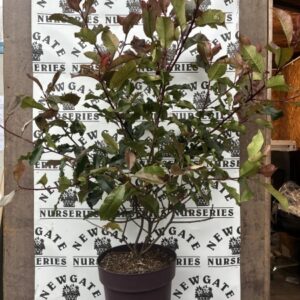 Photinia Magic Volcano C10