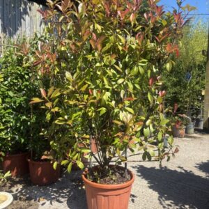Photinia Red Robin Pleached Frame 120cmx160cm