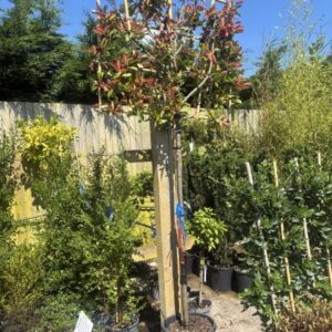 Photinia Red Robin Pleached stem 150cm frame 1.5x1.2m