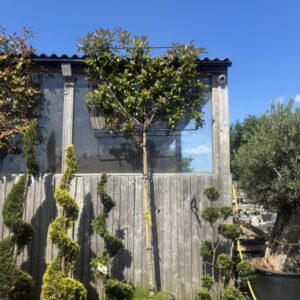Photinia Red Robin Pleached stem 200cm frame 1.5x1.2m