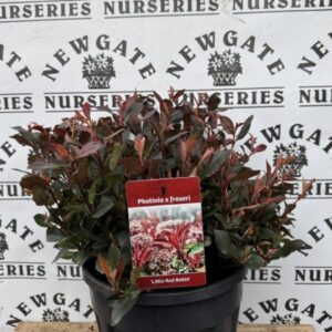 Photinia "little red robin" Fraseri