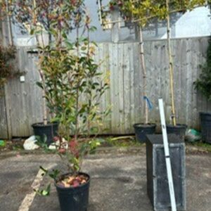 Photinia Fraseri Red Robin 150/175cms