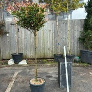 Photinia Fraseri Red Robin Std 150cm Stem
