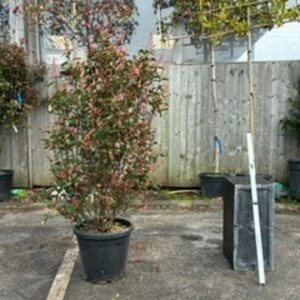 Photinia Fraseri Robusta 125/150cm c30