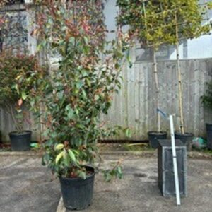 Photinia Fraseri Red Robin 175/200cms
