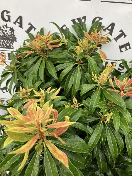 Pieris Jap. 'Bonfire' 10L - Image 2