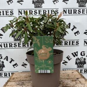 Pieris japonica mix