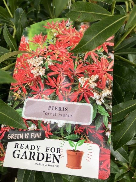 Pieris Jap. 'Select' 10L - Image 3