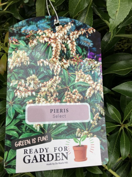 Pieris Jap. 'Select' 10L - Image 2