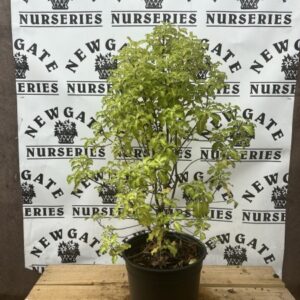 Pittosporum Ten. Gold Star c3