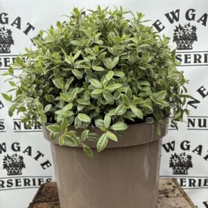 Pittosporum Golf Ball C10