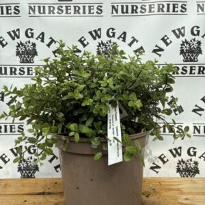 Pittosporum 'Glo Ball' 3 litre