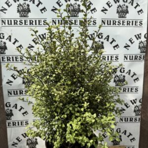 Pittosporum ten.Cratus c10