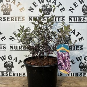Pittosporum ten.Bannow Bay 3Ltr