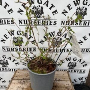 Viburnum plicatum Watanabe