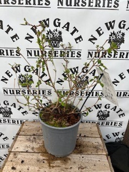 Viburnum plicatum Watanabe