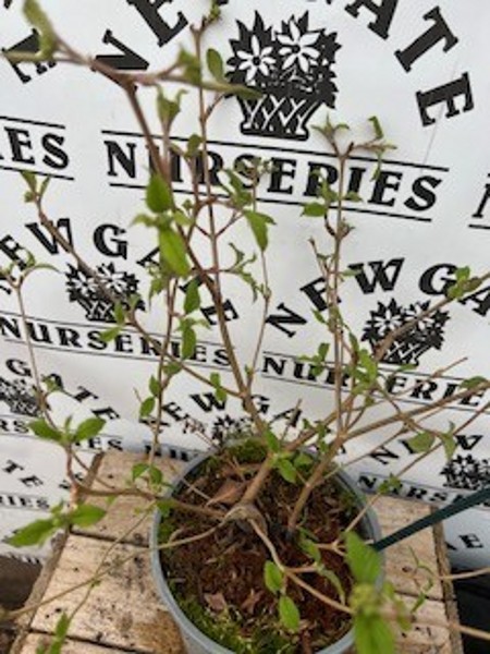 Viburnum plicatum Summer SnowFlake - Image 2