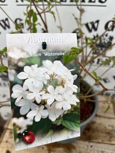 Viburnum plicatum Summer SnowFlake - Image 3