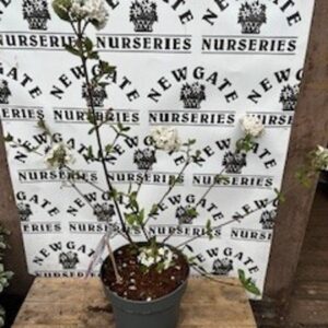 Viburnum x Burkwoodii Burkwood