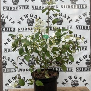Viburnum plicatum Summer SnowFlake