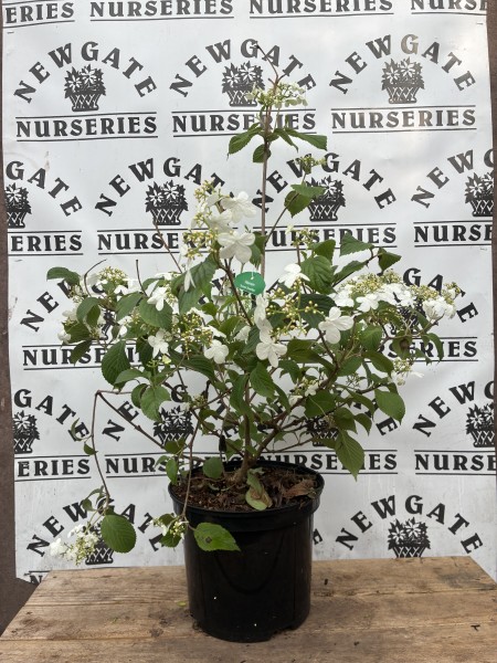 Viburnum plicatum Summer SnowFlake