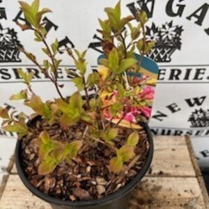 Weigelea hybrid Prism Magic Carpet