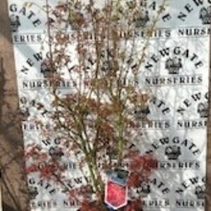 Japanese maple, Maple