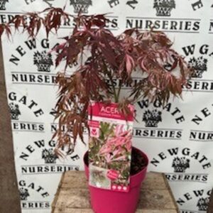 Japanese maple, Maple