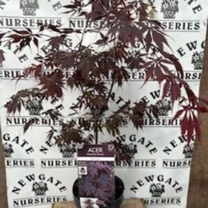 Japanese maple, Maple