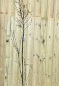 Jacquemontii birch, White-barked Himalayan birch, Birch