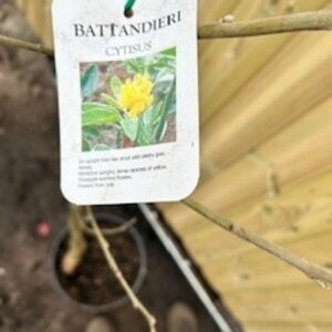 Cytisus Batlandrieri Pineapple broom