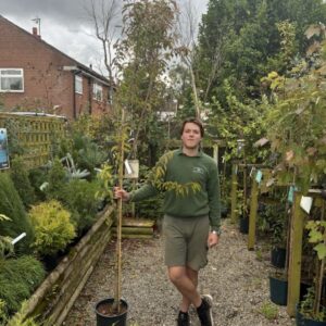 Prunus Pandora 12 LTR